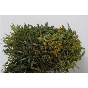 EUC. AMBER NUT BERRY SOUTH AFRICA 4