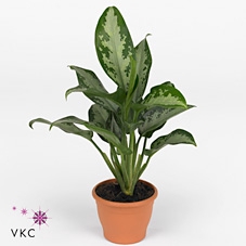 Aglaonema  'Jubilee Compacta'