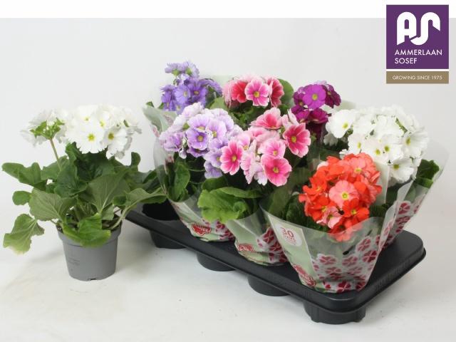 <h4>PRIM OB TM GEM</h4>