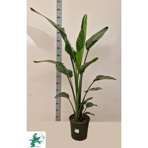 STRELITZIA ALBA