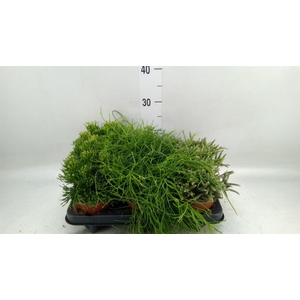 Rhipsalis   ...mix