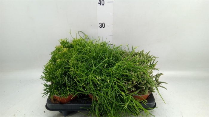 <h4>Rhipsalis ...mix</h4>