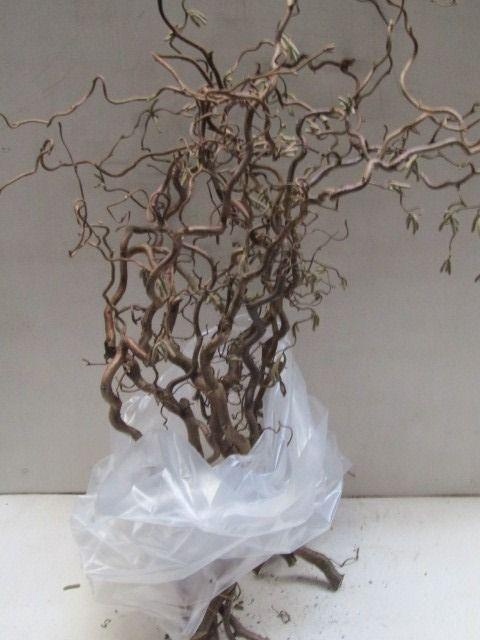 <h4>Coryl Av Contorta</h4>