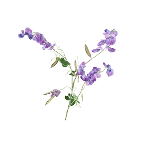 Lathyrus Purple