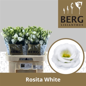 Eust Rosita White Berg