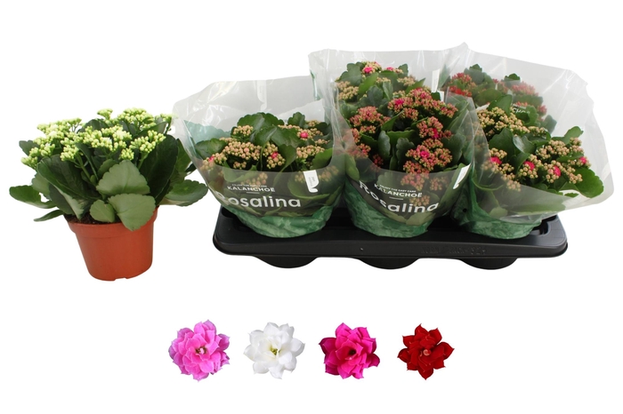 <h4>KAL GE RO GEM 4 KL</h4>