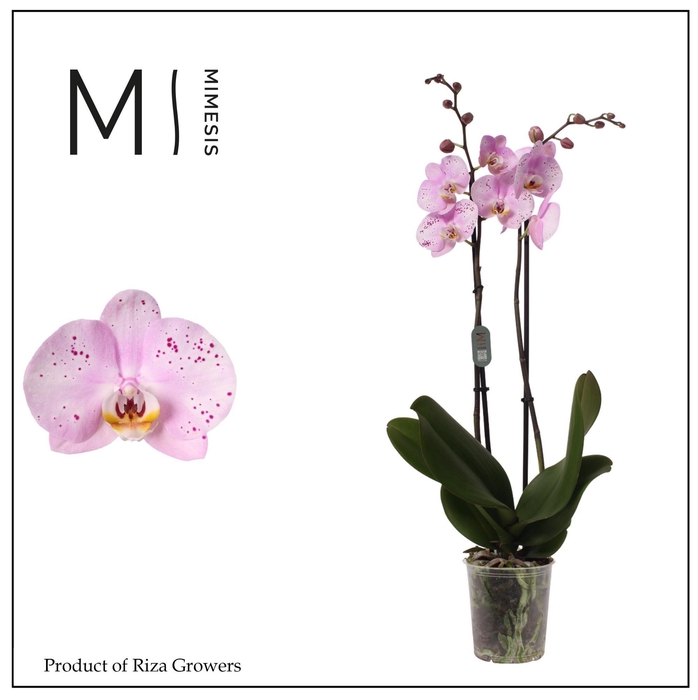 <h4>Phalaenopsis Amoer 2 spike - 12cm | Mimesis</h4>