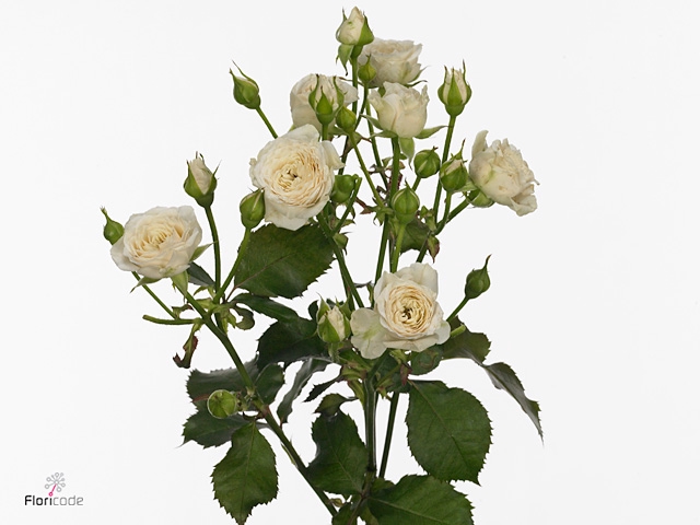 Rosa Spray 4 Good White