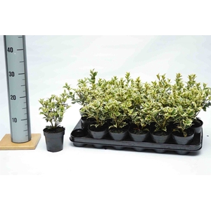 Osmanthus heteroph. 'Variegatus'