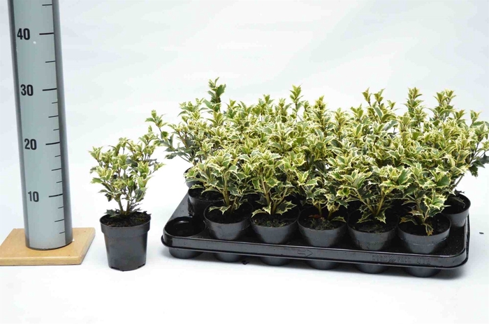 <h4>Osmanthus heteroph. 'Variegatus'</h4>