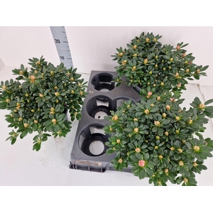 RHODO SI FRANZISKA R