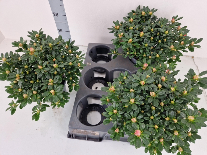 <h4>RHODO SI FRANZISKA R</h4>