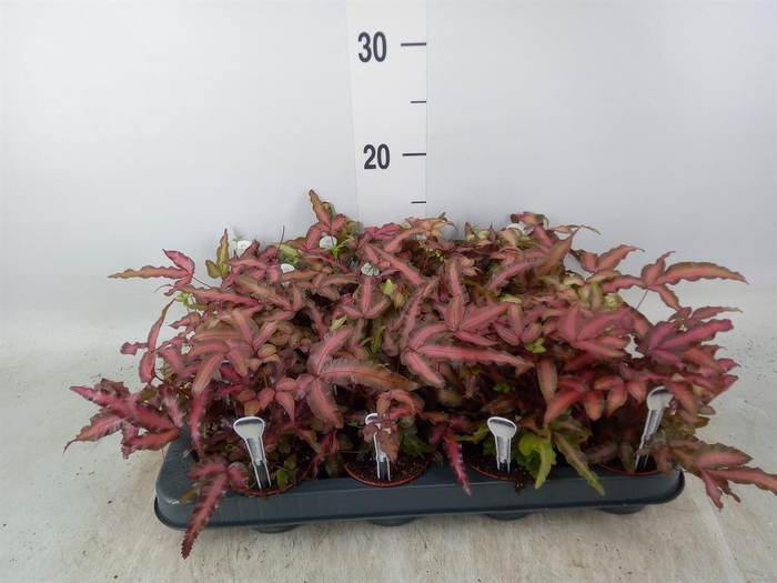 <h4>Pteris cretica 'Albolineata'</h4>