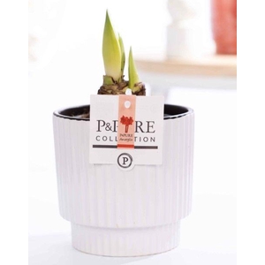 Hippeastrum red in P&PURE Ivy ceramics shiny white