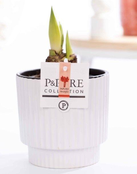 <h4>Hippeastrum red in P&PURE Ivy ceramics shiny white</h4>