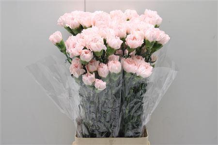 <h4>Dianthus st Hanoi</h4>
