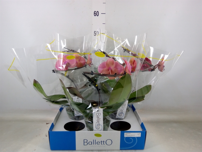 <h4>Phalaenopsis   ...salmon</h4>