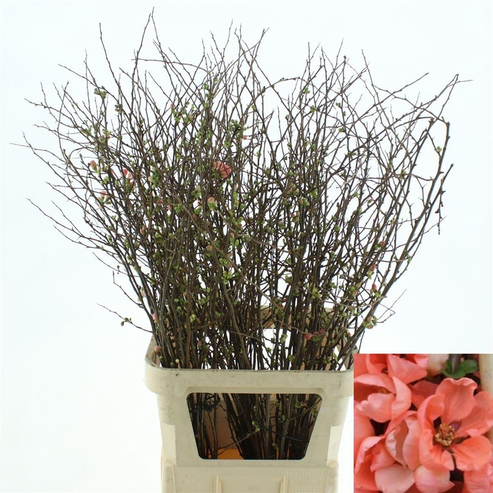 <h4>CHAENOMELES SUPERBA</h4>