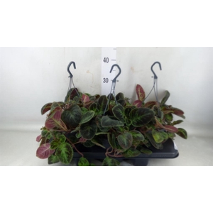 Episcia ...
