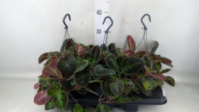 <h4>Episcia   ...</h4>