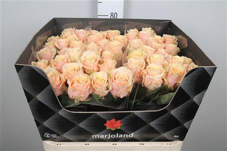 <h4>R Gr Bellini!</h4>