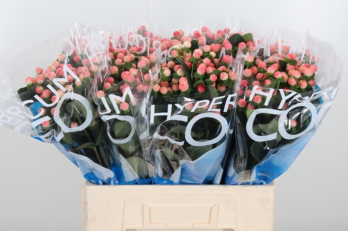 <h4>Hyp Coco Tiamo</h4>