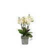 Phalaenopsis MF boquetto beauty (white) 12Ø 45cm 3
