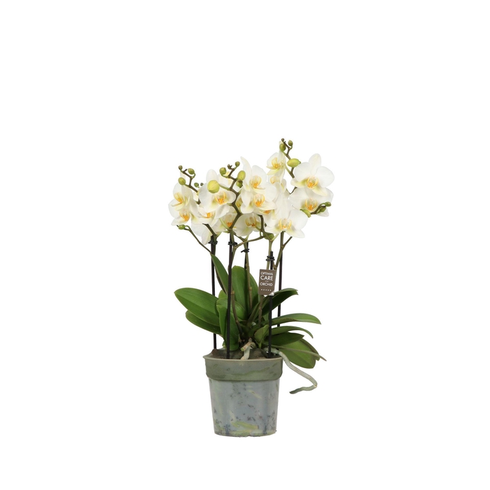 Phalaenopsis MF boquetto beauty (white) 12Ø 45cm 3