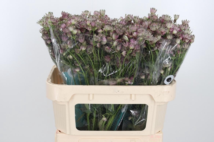 <h4>Astrantia Star Of Africa</h4>