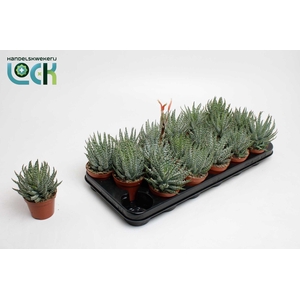 Aloë Humulis met bloem