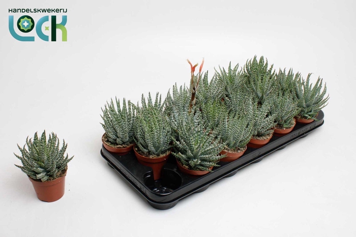 <h4>Aloë Humulis met bloem</h4>