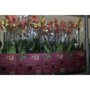 PHALAENOPSIS P12 2 HT