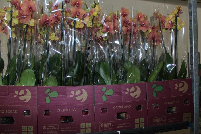 <h4>PHALAENOPSIS P12 2 HT</h4>
