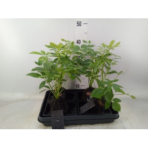 Arr.   Kamerplant Groen H%