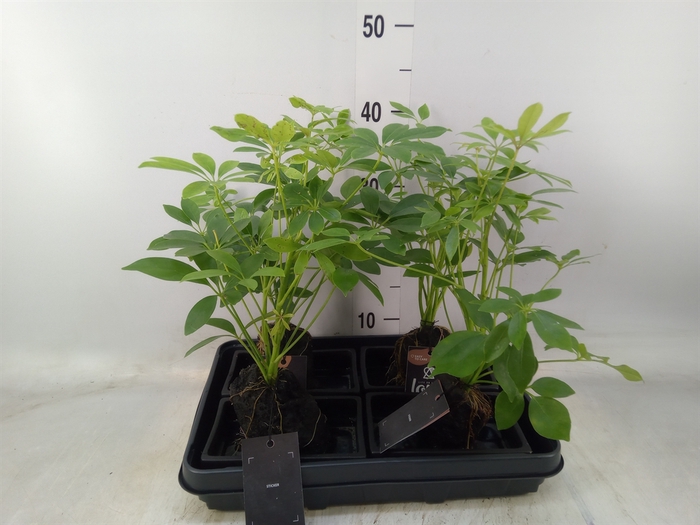<h4>Arr.   Kamerplant Groen H%</h4>