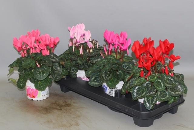 <h4>CYCL GR SUP XL</h4>