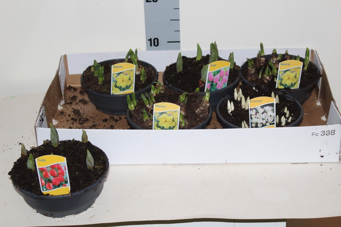 <h4>BOLBLOEMEN GEM</h4>