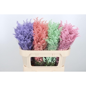 Solidago Kl Bh Pastel