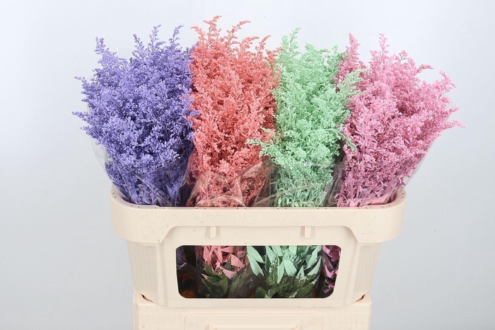 <h4>Solidago Kl Bh Pastel</h4>