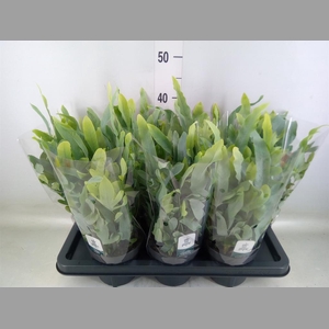 Phlebodium aureum 'Blue Star'