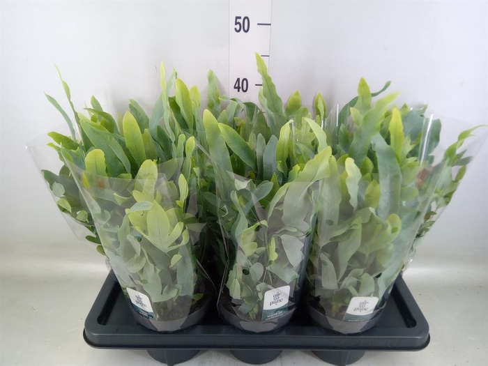 <h4>Phlebodium aureum 'Blue Star'</h4>