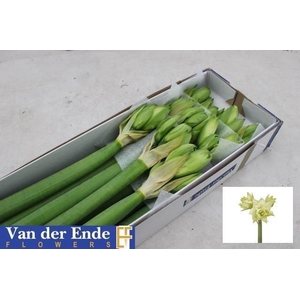 AMARYLLIS DG WHITE GLORY