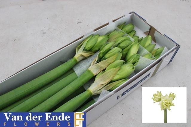 <h4>AMARYLLIS DG WHITE GLORY</h4>