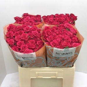 Rosa TR 'Quincy' BRAAM