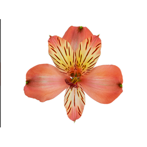 ALSTROEMERIA MOTION 080 CM LARANJA