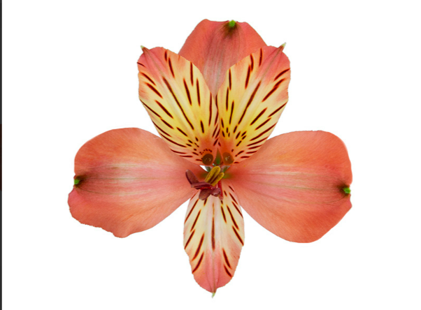 ALSTROEMERIA MOTION 080 CM LARANJA
