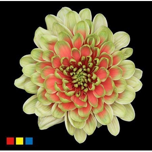 Chr T Altaj Bubblicious