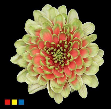 <h4>Chr T Altaj Bubblicious</h4>