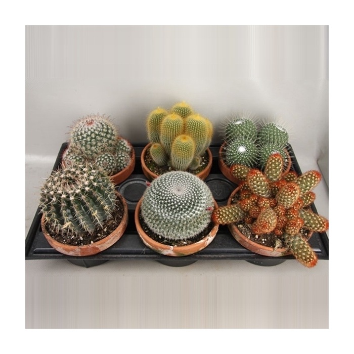 <h4>art.106 Cactus Schaal 15 cm</h4>