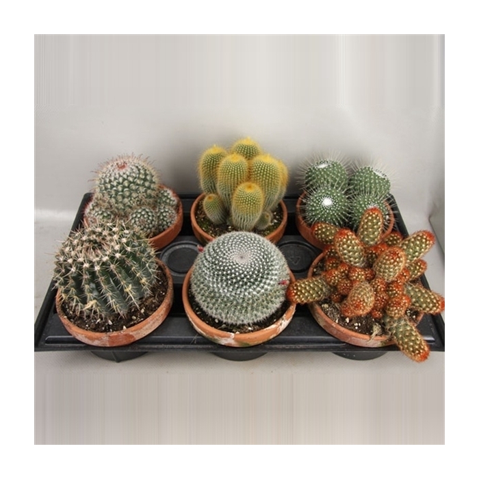 <h4>106 Cactus Schaal 16 cm</h4>